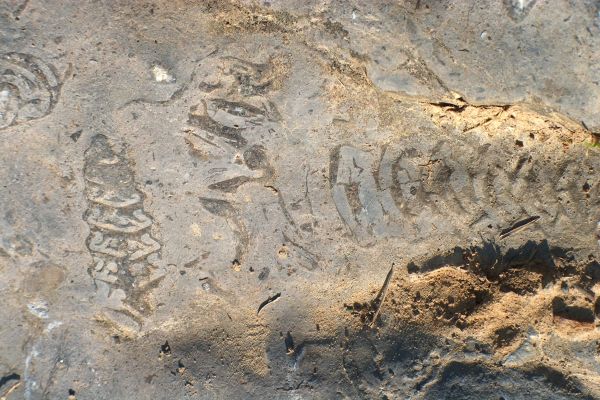 Fósiles del cretácico en el Asón